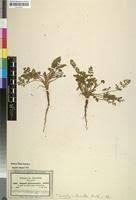 Image result for Agrocharis