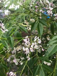 Image result for Pyrostria phyllanthoidea