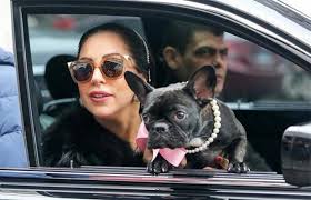Lady gaga's father says he never believed the story that a woman just happened to find his daughter's stolen french bulldogs tied to a pole in february. Lady Gaga To Launch A Dog Product Line Top Dog Tips