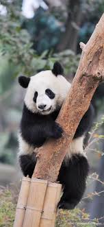 Pin By Veronica On Wallpaper Panda Bear Panda Pet Birds