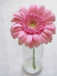 Gerbera Light Pink Gerbera Flower Flower Photos Flower Images Free
