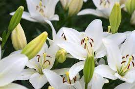 All lilies from pure white trumpet lilies to colorful asiatics like stargazers are not only toxic to cats but can be deadly. Lilies And Toxicity In Cats Pets4homes
