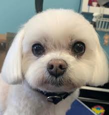 Mountainview Pet Boutique