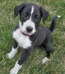 Just Add Speckles In The White Spots And This Is My Border Collie Mix Baxter Collie Puppies Border Collie Mix Puppy Mix