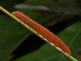 Image result for Pellaea angulosa