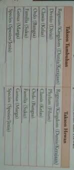 We did not find results for: Sebutkan Urutan Klasifikasi Dari Tingkatan Yang Terbesar Sampai Yang Terkecil Untuk Hewan Dan Brainly Co Id