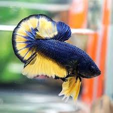 The seme has sacrificed his 1) why is there a young dojin and an old dojin when the yellow dragon supposedly turned back time. Tips Best Betta Fish Care Technique