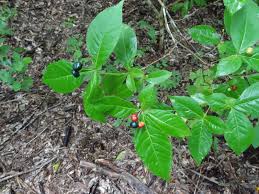 Image result for Rauvolfia nana