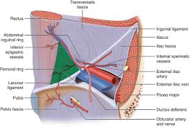 Neurovascular system of the lower limb. Inguinal Hernia Springerlink
