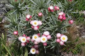 Image result for Helichrysum nitens