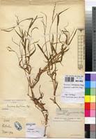 Image result for Acroceras amplectens