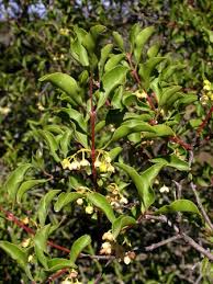 Image result for Euclea undulata