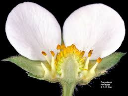 Image result for Rosaceae