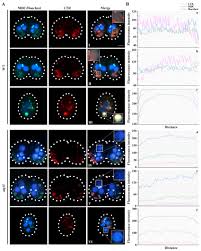 نتیجه جستجوی لغت [acidify] در گوگل