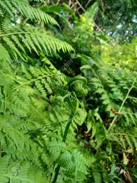 Chiu thai seng supermarket warehouse. Green Fern Polypodiopsida Paku Pakis Polypodiophyta With Stock Photo Picture And Royalty Free Image Image 147892773