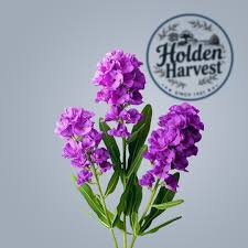 Image result for Matthiola