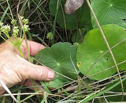 Image result for Hydrocotyle bonariensis