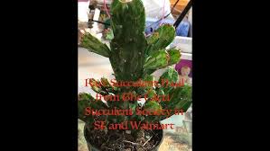 Our booth is part of a larger event organized by gardeneur, in collaboration with their houseplant vendors. Haul Rare Succulents From Cacti Succulent Society San Francisco And Walmart Youtube