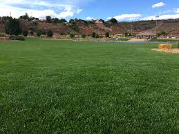 Water saver with rtf is a special blend of turf type tall fescues selected for superb color, texture, disease resistance and mobility. Rhizomatous Tall Fescue Rtf