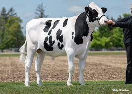 Videos semex