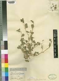 Image result for Corbichonia rubriviolacea