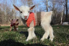 Maybe you would like to learn more about one of these? 3 Newborn Goats Get Tiny Hand Knit Sweaters To Stay Warm Bored Panda
