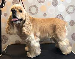 Pin By Eleonora Spechel On Dog Haircuts Cocker Spaniel Haircut Cocker Spaniel Grooming Black Cocker Spaniel