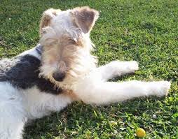 Adopt flipper a black wirehaired fox terrier dog in bryan, tx (30948121) view details. Wire Fox Terrier Dog Breed Information And Pictures
