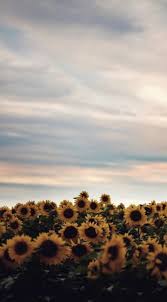 Sfondi Whatsapp Girasoli Trova immagini stock hd a tema sfondo naturale girasole.