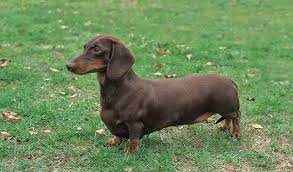 When the dog gets spayed, remi is concerned that she will be scared and in pain; Dachshund Dog Breed Information