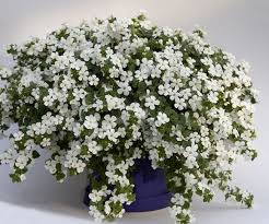 Image result for Bacopa