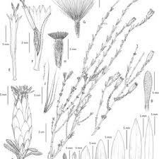 Image result for Pteronia acuminata