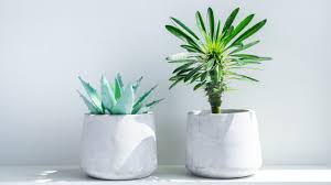 These pretty and cute indoor plant pots and planters from amazon come in small, medium, and large sizes, and are perfect for all kinds of house plants including succulents. The Best Self Watering Planters That You Can Buy On Amazon Stylecaster