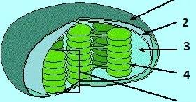 Maybe you would like to learn more about one of these? 55 Soal Biologi Kelas 12 Semester 1 Dan Pembahasannya Muttaqin Id