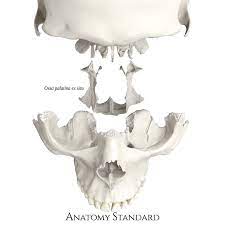 Palatine Bones Ex Situ Skull Anatomy Palatine Bone Anatomy Bones