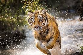 Significance according to world wide fund for nature (wwf), there may have been 100,000 tigers at the beginning of the 20th century. International Tiger Day Puts Focus On Conservation Public News Service