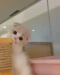 Follow Us Kittens Family Video Kittens Cutest Cute Funny Animals Cute Baby Animals