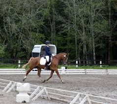 Gårdagens sista omgång i dressyr division III, Lb:1, gick i Torsås där Kbfs  lag vann! 🏆👏🥇Agnes Ahlgren, Stina Seyfried, Hanna Lundqvist, Alva  Petersson & Ronja Nilsson har ridit alla tre omgångar med