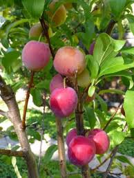 Order your own fruit cocktail tree today! Dwarf Fruit Cocktail Tree Fruit Trees