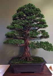 Hinoki Cypress Bonsai Tree Bonsai Tree Types Bonsai Styles