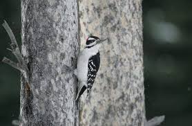 The downy woodpecker stands six inches tall, while the hairy woodpecker stands a proud nine inches tall. Woodpeckers In Michigan 9 Species With Pictures Wild Bird World