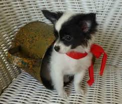 Toilet trained, had his shots except rab. Pin On Tejas T Little Cutie Chihuahuas And Papillons