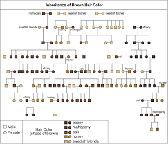 Hair Colour Punnett Square Google Search Hair Color Human Hair Color Genetics