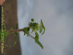 Image result for Parietaria debilis