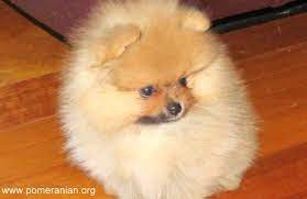 Male Pomeranian Vs Female Pomeranian Girl Or Boy Pomeranian Puppy Which Is The Better Choice A Male Or Female Pomeranian Dog Pomeranian Puppy Aussie Puppies