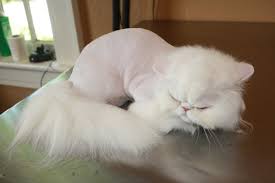 Short of a toxic chemical was cemented into his fur and couldn't be washed out appropriately, there are very few acceptab. What Is A Lion Cut Cat Naps Cattery