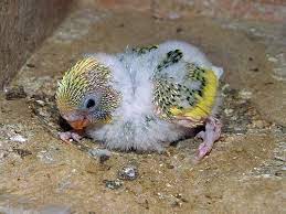 Check spelling or type a new query. 2 Cara Ternak Lovebird Dan Parkit Lengkap Dengan Hasil Silangan Betet Burung