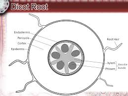 Identify and label the cellular and tissue structure of a ...