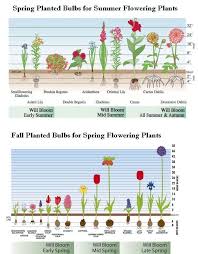 how to plant a bulb with a drill