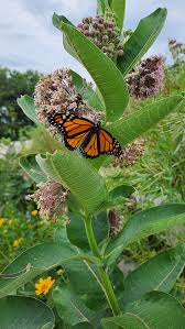 Image result for Asclepias aurea
